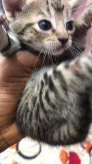 American short hair kitten 🇺🇸