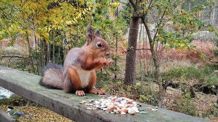 European Red Squirrel and Nordic Birds Feeding