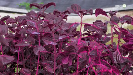 La bióloga Alejandra Ortiz explica el lado científico y terapéutico de los psicodélicos en su libro