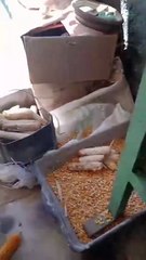 A VIDA CONTINUA ATÉ UM DIA