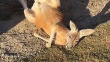 Kangaroo diaries