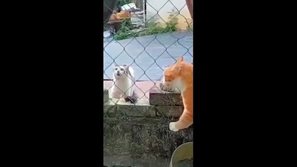 Funny Animals 2025 Hilarious Pet Compilation Best Funny Moments Ever