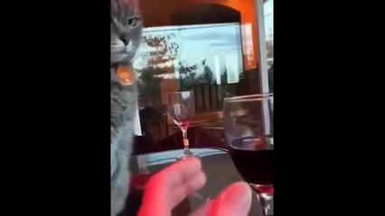 Funny Animals 2025 Cute Pets Caught Doing Funny Things Try Not to Laugh
