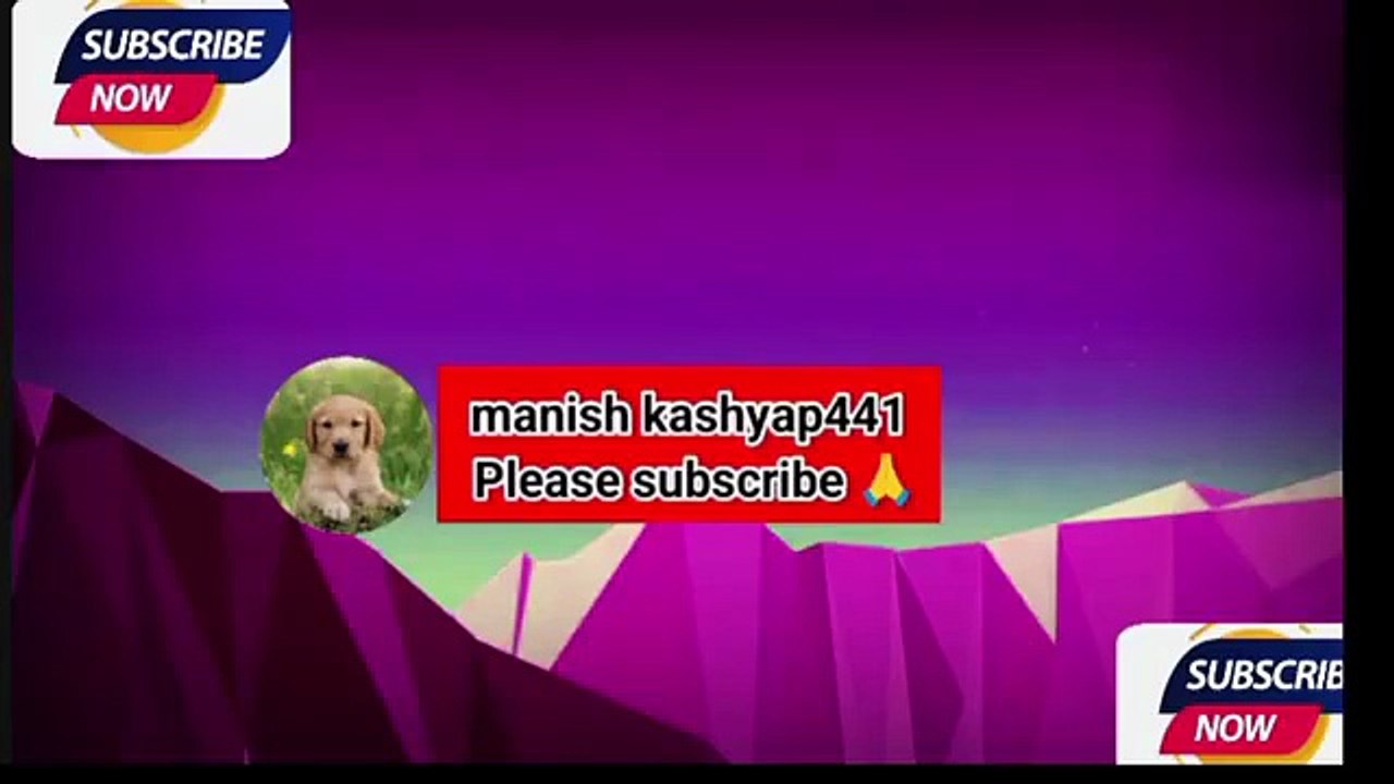 Funny Animals 2025 Adorable Pets Doing Hilarious Things on Camera