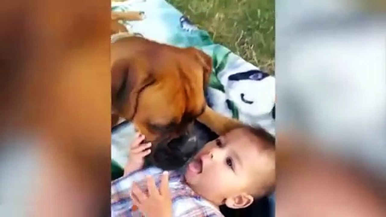 Funny Animals 2025 Funniest Pet Compilation Best Animal Reactions Ever