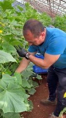 What should be taken into consideration when harvesting cucumbers?