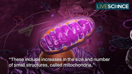 How Running Changes Your Body