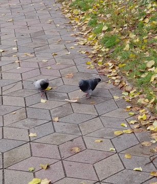 Pigeon Family Eating Together — No Fighting, Just Love 🕊️❤️ #shorts #animals #birds #funnybirds #pigeons #funnypigeons #trending #fyp #animallover #birdswatching