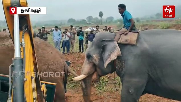 கும்கி யானைகளின் உதவியுடன் ஒருவழியாக பிடிபட்ட ‘ரோலக்ஸ்’ காட்டு யானை!
