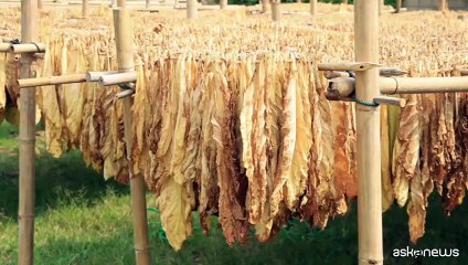 Nasce Filiera tabacchicola italiana a tutela del made in Italy