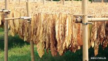 Nasce Filiera tabacchicola italiana a tutela del made in Italy