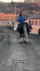 This is not a horse. Bro is riding a Mythical Beast