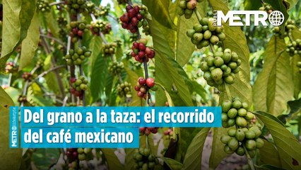 Del grano a la taza: el recorrido del café mexicano, donde cada cosecha cuenta una historia