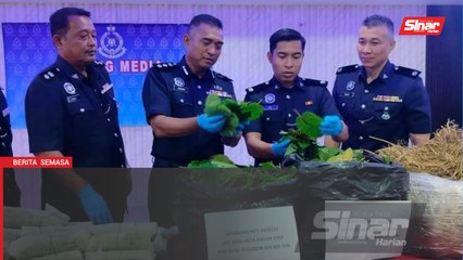 Sorok lebih 500kg daun ketum di sebalik bungkusan jerami