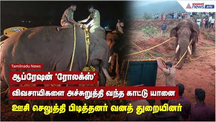 ஆப்ரேஷன் "ரோலக்ஸ்".. விவசாயிகளை அச்சுறுத்தி வந்த காட்டு யானை ஊசி செலுத்தி பிடித்தனர் வனத் துறையினர்
