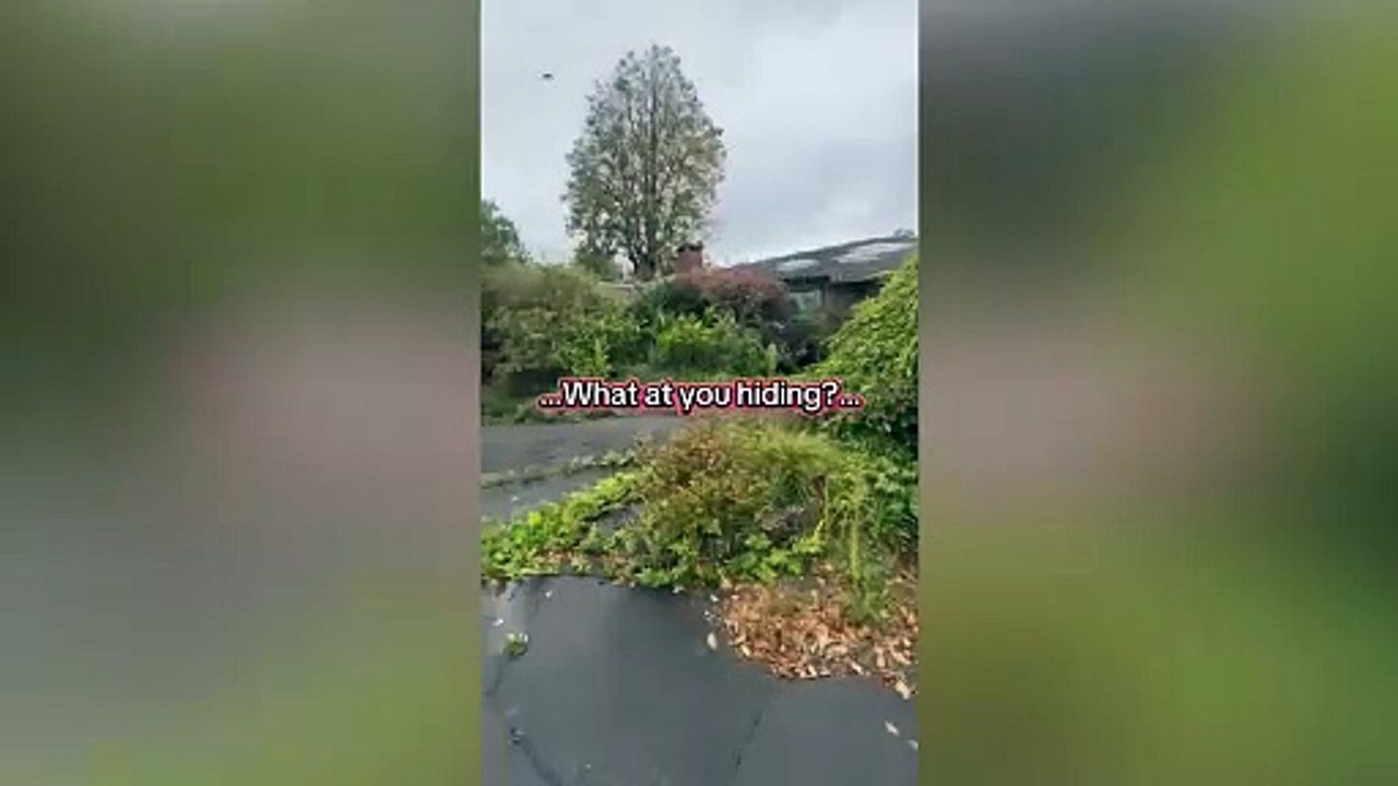 New viral video shows gorillas 'banging on windows in enclosure' 3 years after Bristol Zoo shut