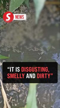 Distressed over maggot-infested river, Tuaran villagers urge authorities to act on waste dumping