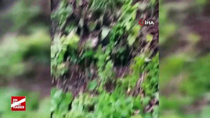 Sakarya'da ormanda dolaşırken ayı saldırdı