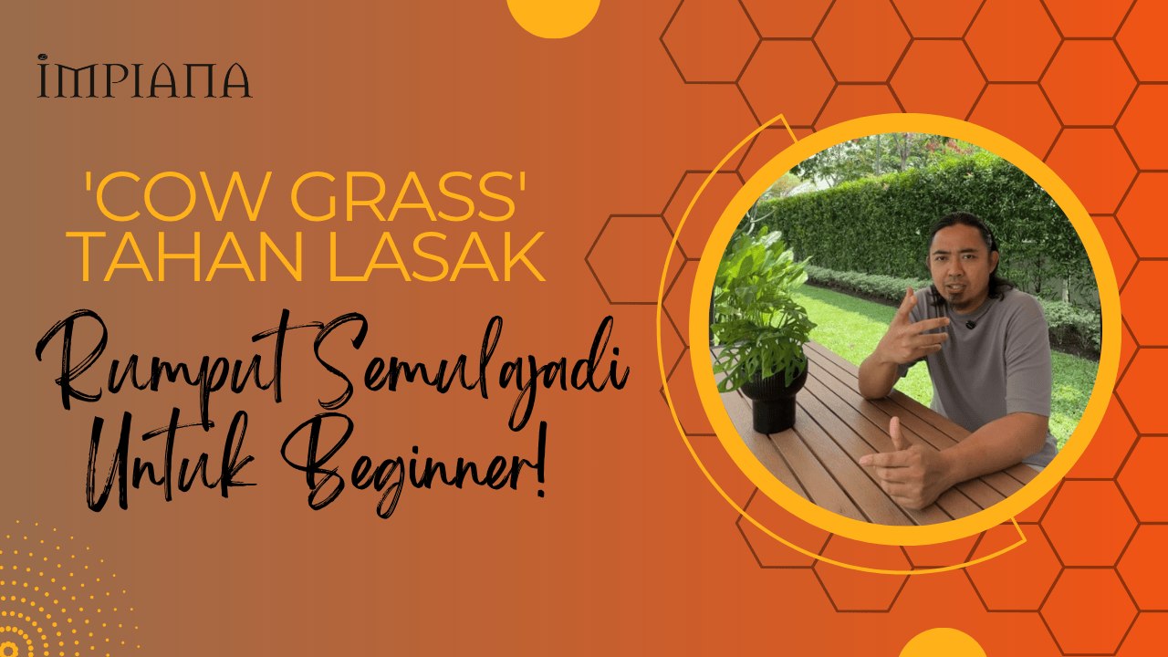 'COW GRASS' Tahan Lasak, RUMPUT SEMULAJADI Untuk Beginner!
