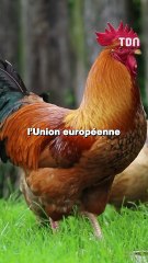 On te montre le top 5 des produits américains qui sont interdits dans le monde