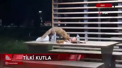 Edirne'de tilki doğum günü pastasına ortak oldu