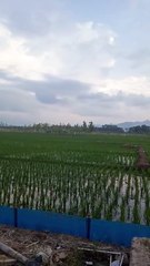 Pemandangan sawah sore hari