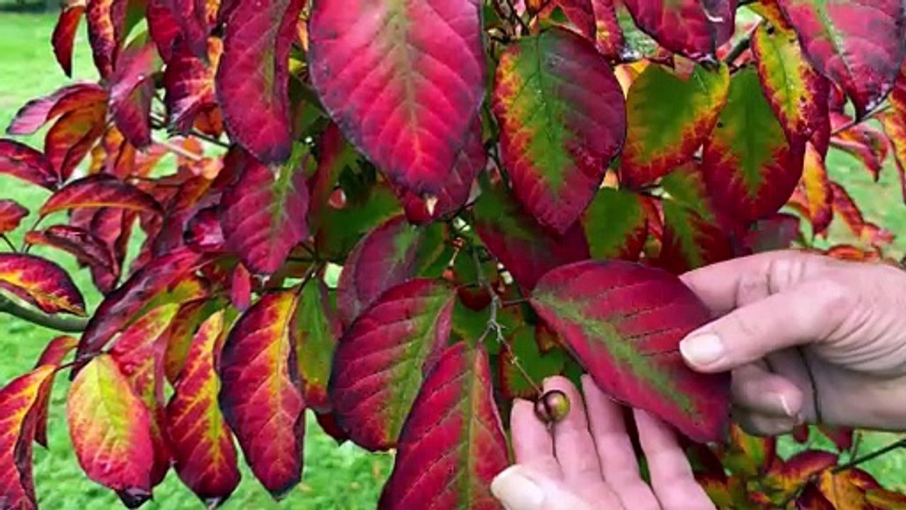 Pensioner's spectacular 'four seasons' garden bursts into autumnal colour