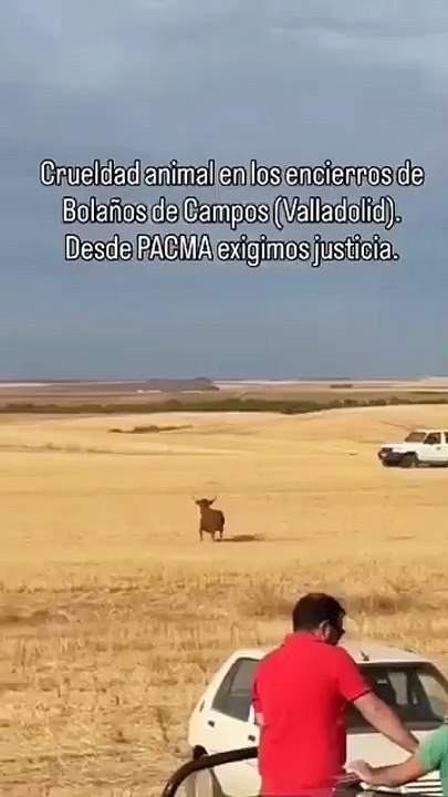 Atropello a una vaquilla con un quad en un encierro en Bolaños de Campos