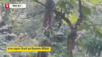 शिकार देख बाघ ने लगाई फुल स्पीड में दौड़, जान बचाने पेड़ पर चढ़ा तेंदुआ, ये रही एंडिंग