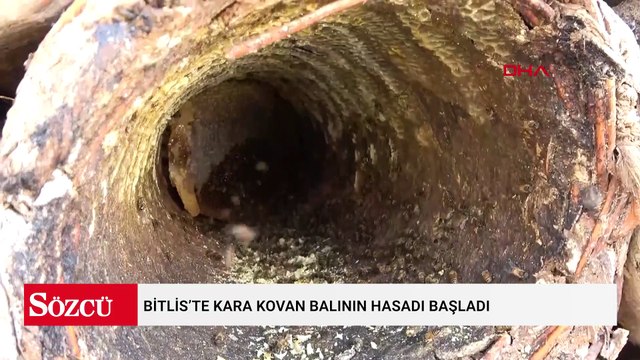 Bitlis’te kara kovan balının hasadı başladı