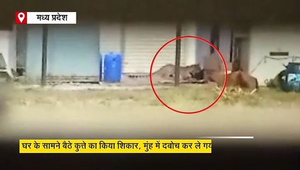 देखते ही देखते सिंबा को उठा ले गया तेंदुआ, दबे पांव किया शिकार, मुंह में दबोच ले गया जंगल