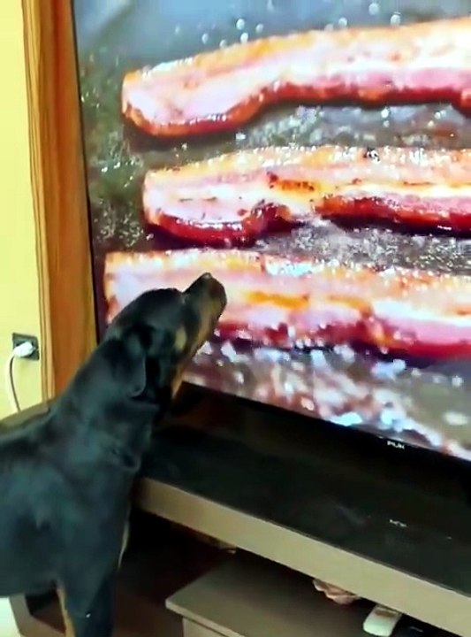 Tôi cười đến mức phải tắt TV… vì boss nhà tôi 🐶 📺 Đang nằm xem phim hoạt hình, thấy nhân vật té ngã là bật dậy chạy vòng quanh như ăn mừng chiến thắng 😂💥 Ai từng thấy chó cười chưa? Tôi nghĩ tôi vừa thấy rồi! 👉 Nếu bạn cũng có boss “diễn sâu” như vậy