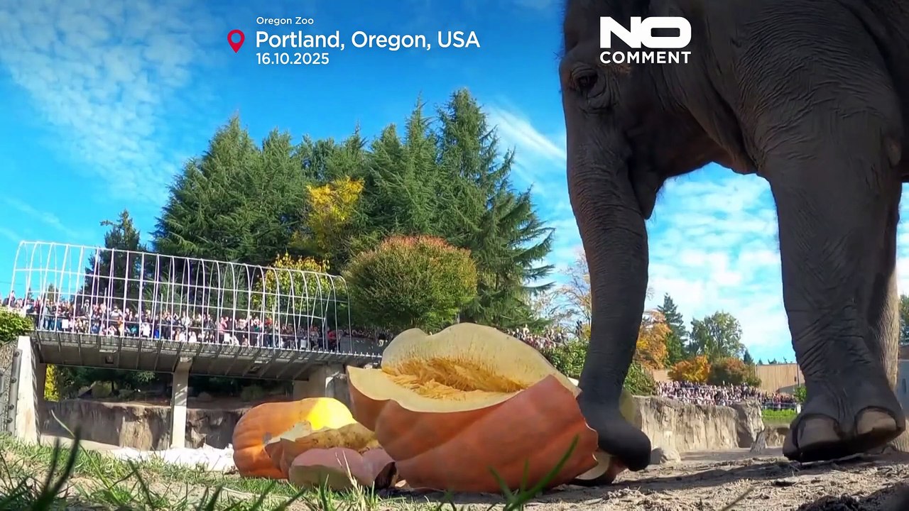 Elefanten im Oregon Zoo zermalmen Riesenkürbisse zu Halloween