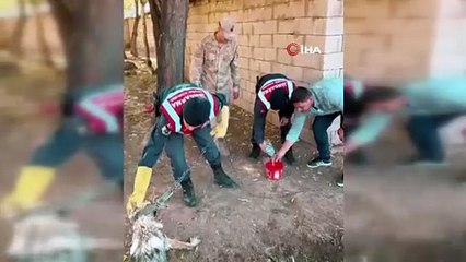 Sosyal medyadaki ''evcil kurt'' rezaletinin perde arkası ortaya çıktı: O kurt kurtarıldı