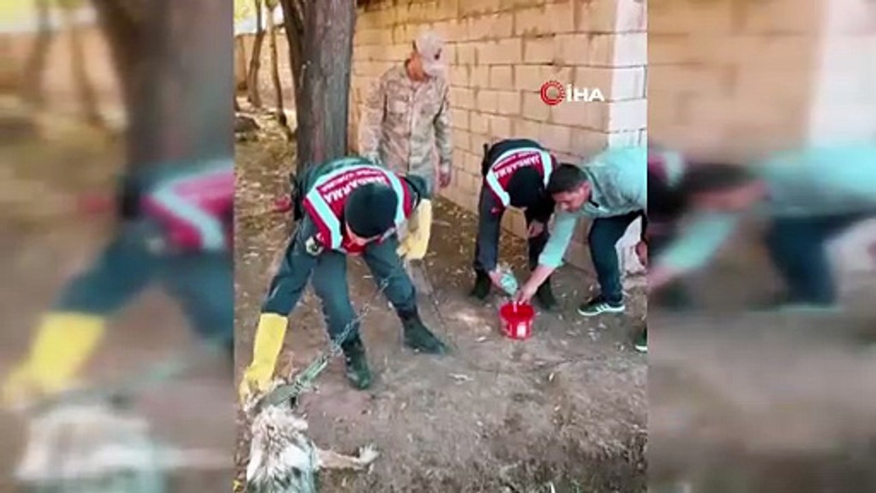 Sosyal medyadaki ''evcil kurt'' rezaletinin perde arkası ortaya çıktı: O kurt kurtarıldı