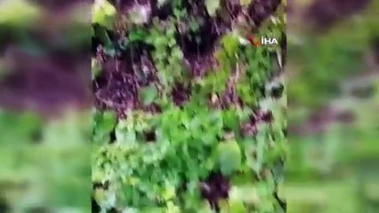 Sakarya'da ayı saldırısı: Canını zor kurtardı, yaşadığı korku dolu anları anlattı