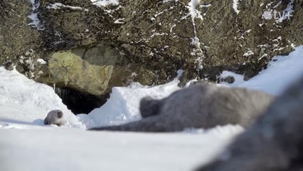 Season 3 of Prehistoric Planet Ice Age