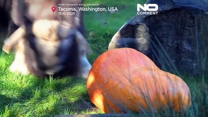 Boi-almiscarado esmaga abóbora de 95 quilos como parte das celebrações do Halloween