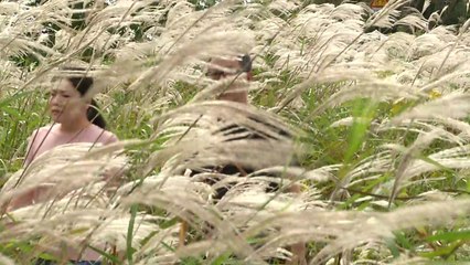 은빛으로 물든 영산강...제10회 광주 서창 억새축제 / YTN