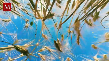 Drones agrícolas: la revolución que ya está cambiando el campo mexicano
