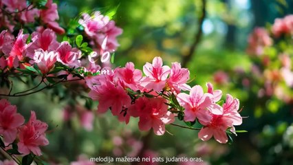 [LT sub] Komorebi Dreams  Japanese Healing Music for Meditation and Deep Relaxation  World Music