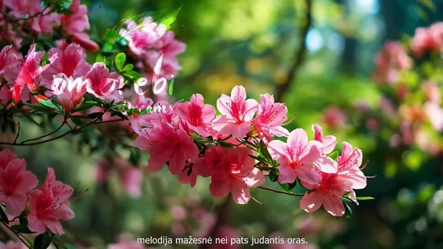 [LT sub] Komorebi Dreams Japanese Healing Music for Meditation and Deep Relaxation World Music