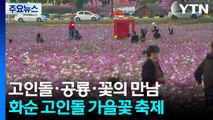 고인돌·공룡과 가을꽃의 만남...화순 고인돌 가을꽃 축제! / YTN