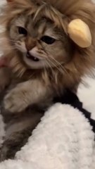 😹 Funny Cat Compilation 2025 – Non Stop Laughter Guaranteed  8