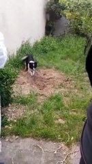 VIDEO: ¡Se creyó listo! Pero un perro lo delató tras matar a su jefe en Argentina