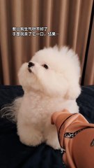 InShot_20251017_174834898Puppy: Wouldn’t it be better if we did this earlier?