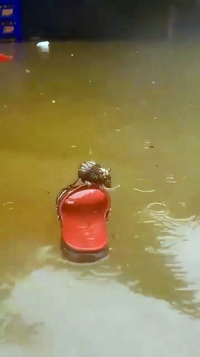 "Mouse Riding a Floating Slipper Like a Tiny Captain 🐭🛟"