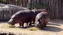 Os animais mais fofos do mundo N•573