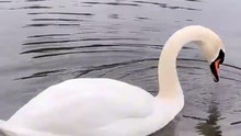 Os animais mais fofos do mundo N•576