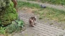 High Jump While Hunting #cat #shorts #funnycats #jump #catjump #viralcats #cutecats #trending #fyp